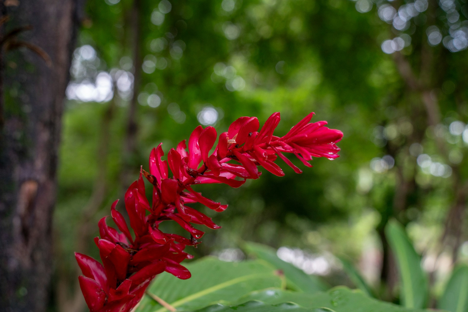 Las mejores opciones de flores de verano en Chile para tu jardín