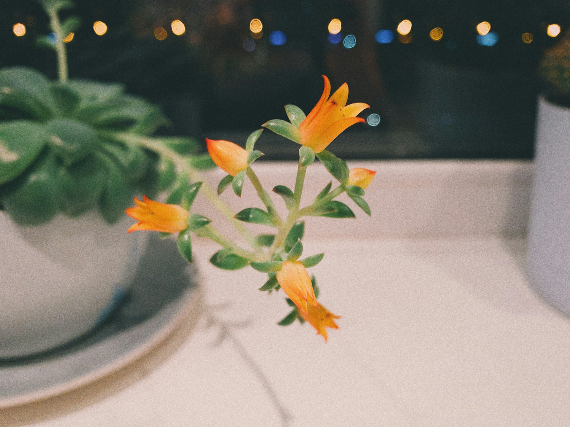 Plantas de interior con flor ideales para espacios con poca luz